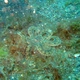 Lilliput Longarm Octopus
