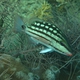 Checkered Snapper