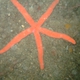 Luzon Sea Star