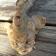 Gulf Toadfish