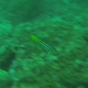 Mexican Hogfish (Juvenile)