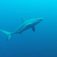 Blacktail Reef Shark