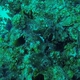 Blue-spotted Damselfish