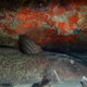 Darkfin Eel Catfish
