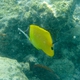 Longnose  Butterflyfish