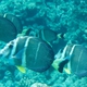 White-spotted Surgeonfish