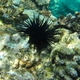 Blue-black Urchin