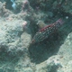 Diana's Hogfish (Juvenile)