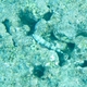 Clearfin Lizardfish