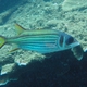 Clearfin squirrelfish