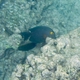 Spotted Surgeonfish