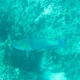 Ember Parrotfish