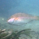Raggedtooth Parrotfish