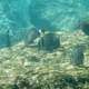 Whitebar Surgeonfish