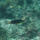 Yellow-breasted Wrasse