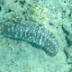 White-spotted Sea Cucumber