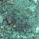 Threespot Flounder