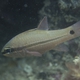 Bridled Cardinalfish