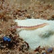Lined Fireworm