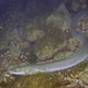 Short-finned Eel