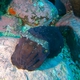 Australian Giant Cuttlefish