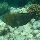 Dotted Parrotfish