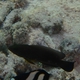 Slingjaw Wrasse