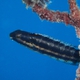 Striped Poison-fang Blenny Mimic