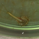Longtail Tadpole Shrimp