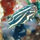 Golden-striped Soapfish