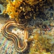 Lion's Paw Sea Cucumber