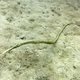 Double-ended Pipefish