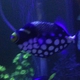 Clown Triggerfish