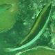 Yellowmouth Grouper (Juvenile)