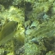 Squaretail Rabbitfish