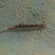 Carnea Hypselodoris