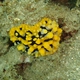 Ocellata Nudibranch