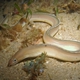 Unicolor Snake Moray