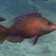 Snooty Wrasse 