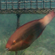 Daisy Parrotfish (Juvenile)