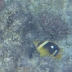 Fourspot Butterflyfish
