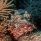 Plumed Scorpionfish