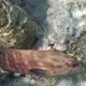 Blackfin Grouper