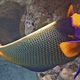 Yellowmask Angelfish