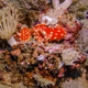 Strawberry Sea Slug