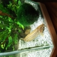 Large Scale Loach