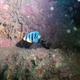 Blue Angelfish (Juvenile)