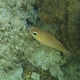 Yellow-striped Cardinalfish