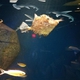 Leafy Filefish