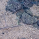 Reef Needlefish